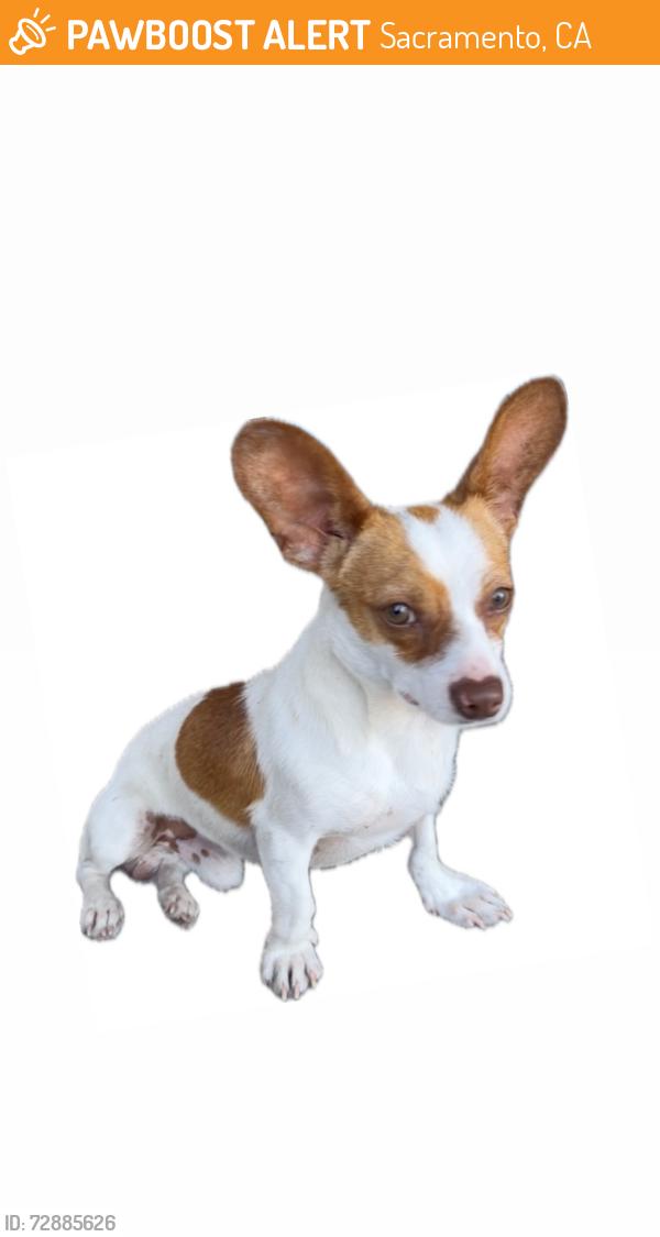 Found/Stray Male Dog last seen Summer Falls Cir, Sacramento, CA 95828