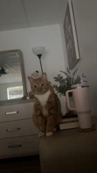 Lost Male Cat last seen Thorn Berry Way, Conyers, GA 30094