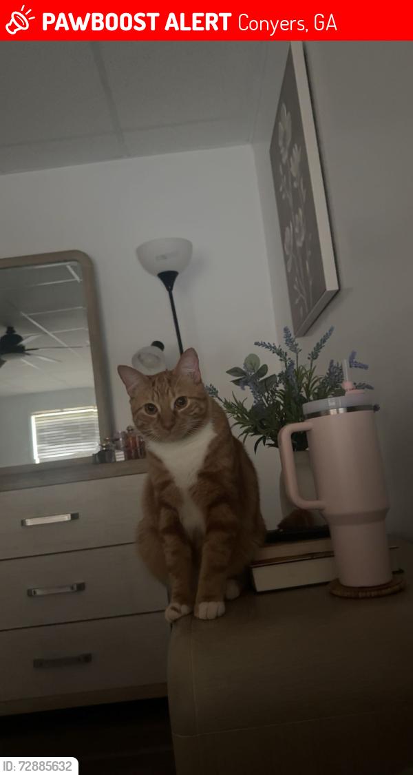 Lost Male Cat last seen Thorn Berry Way, Conyers, GA 30094