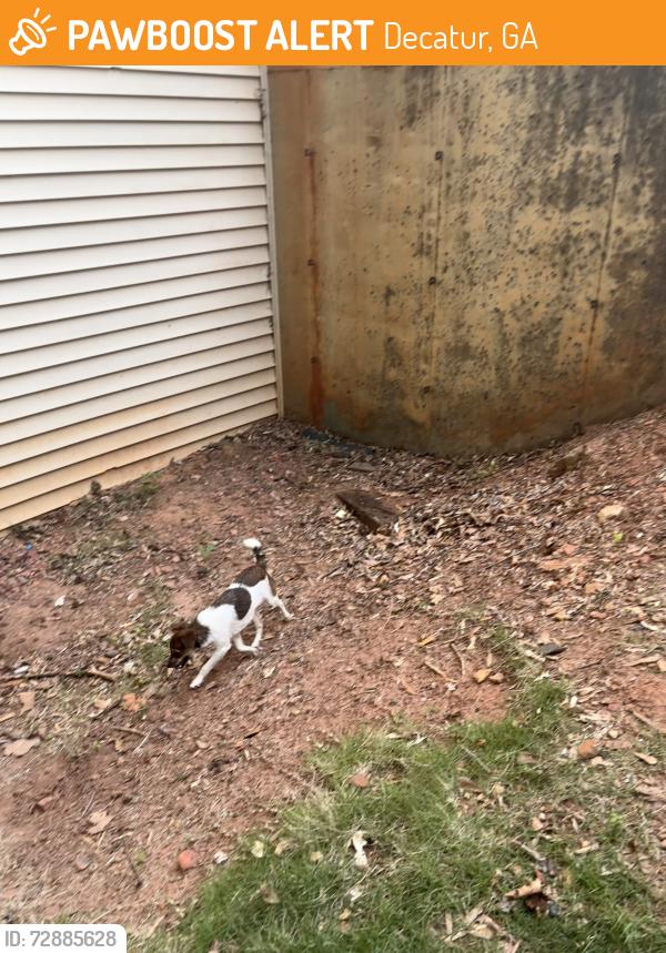 Found/Stray Female Dog last seen Texaco, Decatur, GA 30035