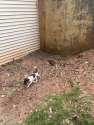 Found/Stray Female Dog last seen Texaco, Decatur, GA 30035