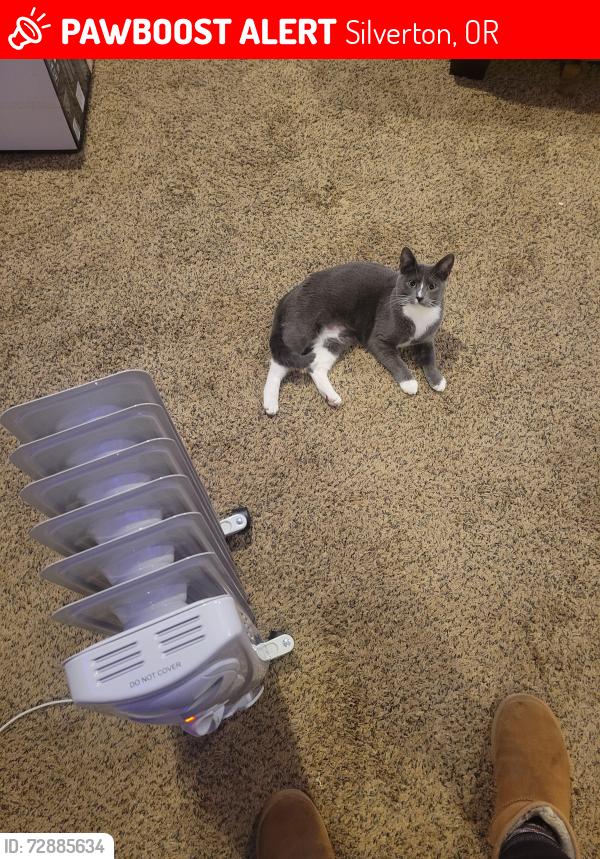 Lost Female Cat last seen Cascade hwy and kaufman rd silverton, Silverton, OR 97381