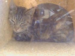 Shelter Stray Female Cat last seen PLUM LN/DILLARD RD, 95693, Sacramento, CA 95827