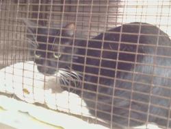 Shelter Stray Female Cat last seen 47TH AVE/FRANKLIN BLVD, 95824, Sacramento, CA 95827