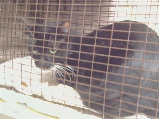 Shelter Stray Female Cat last seen 47TH AVE/FRANKLIN BLVD, 95824, Sacramento, CA 95827