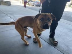 Shelter Stray Male Dog last seen , Los Angeles, CA 90047