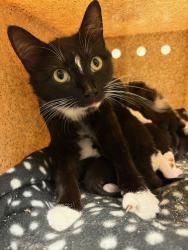 Shelter Stray Female Cat last seen Near BLOCK W KATHLEEN AVE, Salt Lake City, UT 84120