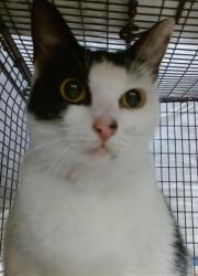 Shelter Stray Female Cat last seen Near BLOCK BRICKELL AVE #305, Doral, FL 33122