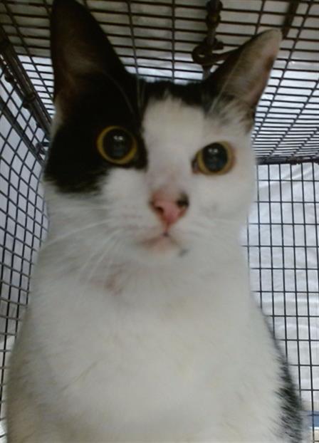 Shelter Stray Female Cat last seen Near BLOCK BRICKELL AVE #305, Doral, FL 33122