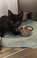 Shelter Stray Female Cat last seen Near BLOCK PLATTE RD SANTA FE NM 87507, 100 Caja Del Rio Rd, Santa Fe, NM 87507, USA