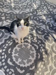 Reunited Female Cat last seen Poli and kalorama , Ventura, CA 93001