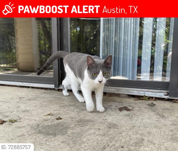 Lost Female Cat last seen Marquis at Treetops apmts, Austin, TX 78731