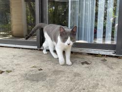Lost Female Cat last seen Marquis at Treetops apmts, Austin, TX 78731