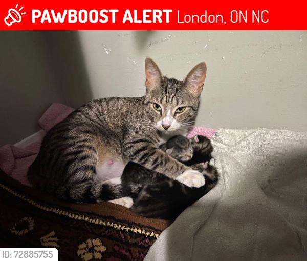 Lost Female Cat last seen willins st, London, ON N6C