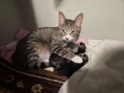 Lost Female Cat last seen willins st, London, ON N6C