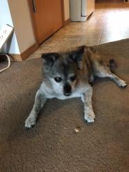 Reunited Male Dog last seen found on corner of 196th St and SE 304th ST, Kent, WA 98042