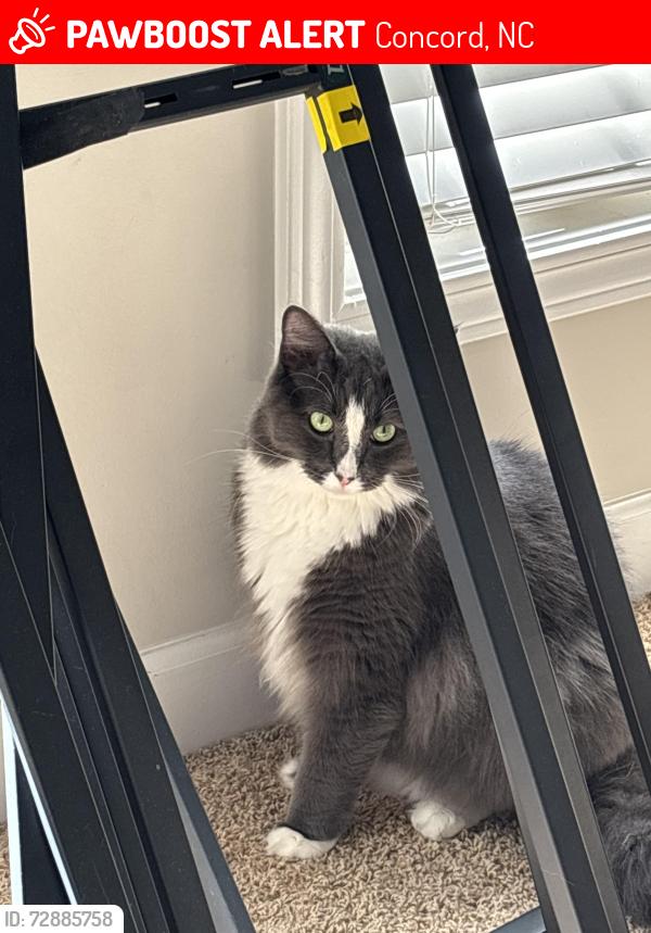 Lost Male Cat last seen Cameron/Burrage/Brookwood , Concord, NC 28025