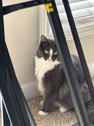 Lost Male Cat last seen Cameron/Burrage/Brookwood , Concord, NC 28025