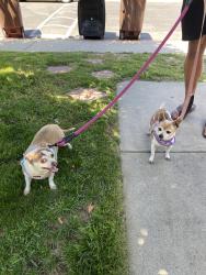 Found/Stray Unknown Dog last seen Village San Juan Capistrano, San Juan Capistrano, CA 92675