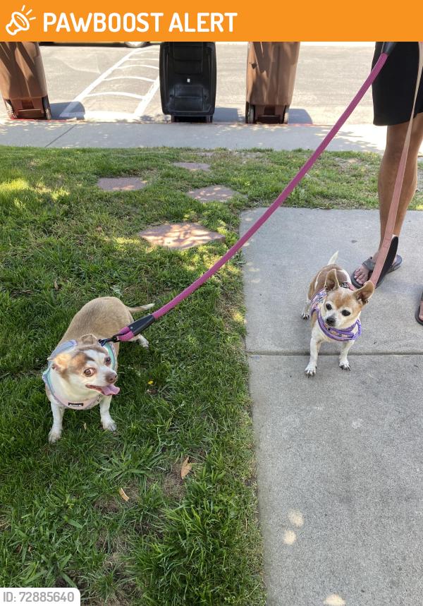 Found/Stray Unknown Dog last seen Village San Juan Capistrano, San Juan Capistrano, CA 92675