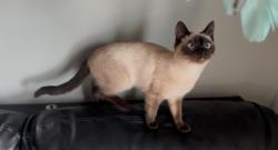 Lost Female Cat last seen Savannah rd North of Blackwell, Saint Joseph, MO 64505