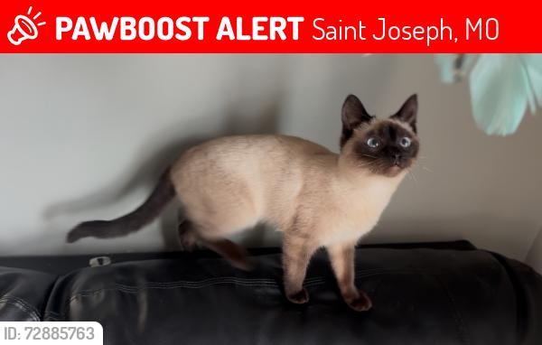 Lost Female Cat last seen Savannah rd North of Blackwell, Saint Joseph, MO 64505