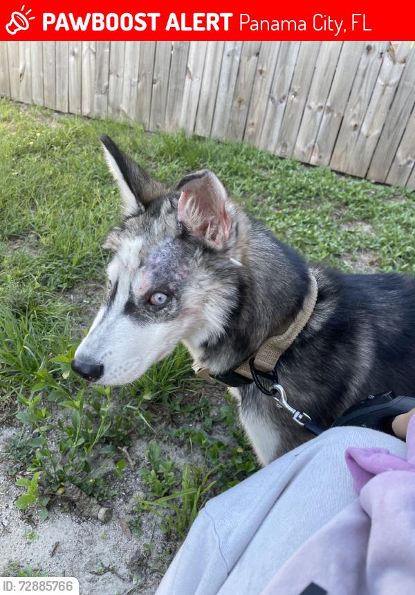 Lost Male Dog last seen Near Tractor Supply co., Panama City, FL 32401