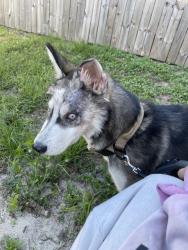 Lost Male Dog last seen Near Tractor Supply co., Panama City, FL 32401