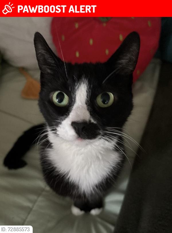 Lost Female Cat last seen Granby Station cndmniums , West Chester Township, OH 45069