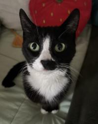 Lost Female Cat last seen Granby Station cndmniums , West Chester Township, OH 45069