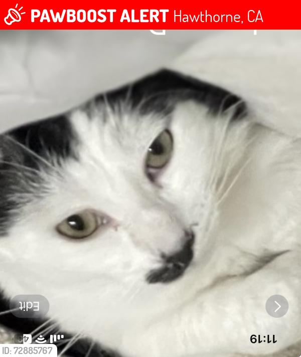 Lost Male Cat last seen 133rd St. between Shoup and Oceangate , Hawthorne, CA 90250
