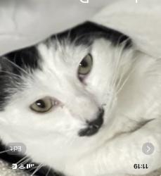 Lost Male Cat last seen 133rd St. between Shoup and Oceangate , Hawthorne, CA 90250
