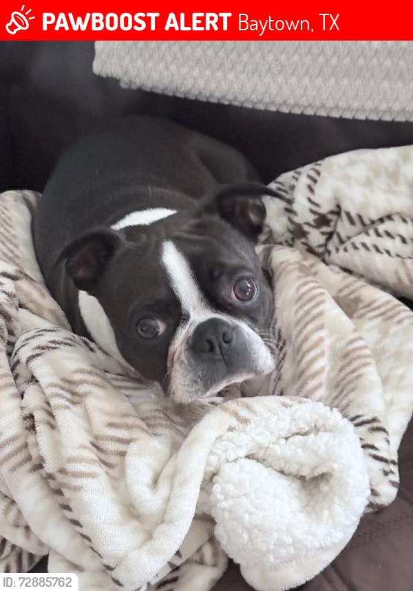 Lost Male Dog last seen Riverfarms Dr, Baytown, TX 77523