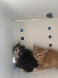 Shelter Stray Female Cat last seen Cove City, NC 28523, New Bern, NC 28562