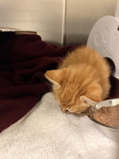 Shelter Stray Male Cat last seen Memphis, TN 38117, Bartlett, TN 38134