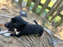 Reunited Male Dog last seen Bonita , Holiday, FL 34691