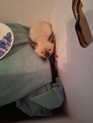 Lost Unknown Cat last seen N.W 15th and Broadway , Oklahoma City, OK 73103