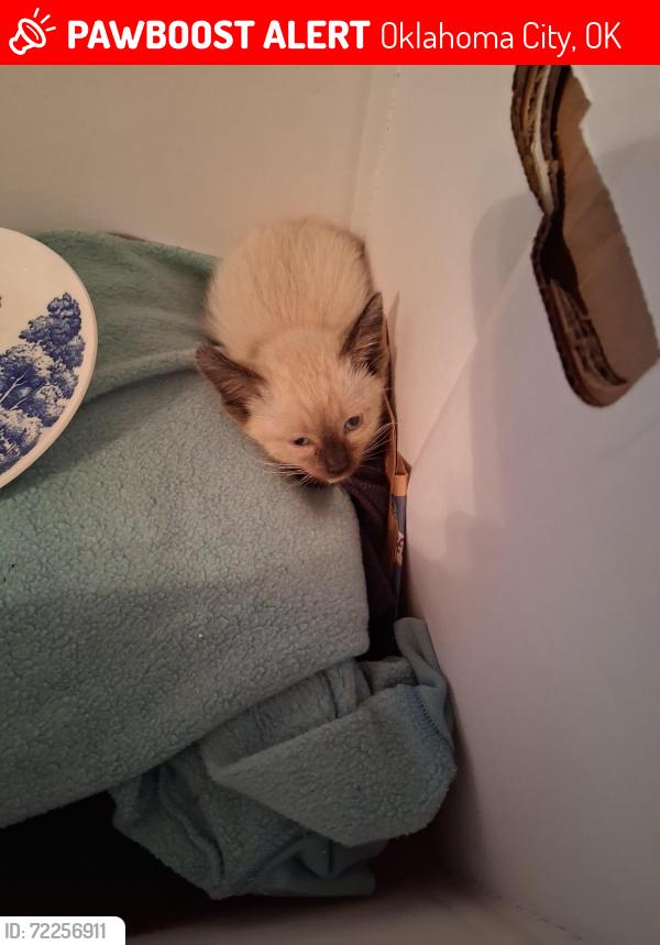 Lost Unknown Cat last seen N.W 15th and Broadway , Oklahoma City, OK 73103
