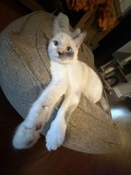 Lost Female Cat last seen Liberty Church of the Brethren Cemetery is right down the road., Gray, TN 37615