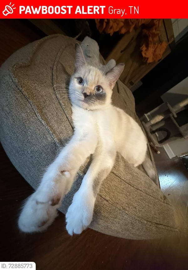 Lost Female Cat last seen Liberty Church of the Brethren Cemetery is right down the road., Gray, TN 37615