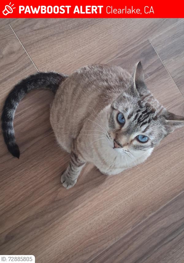 Lost Male Cat last seen 36th ave  38th ave  39th ave, Clearlake, CA 95422