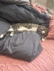 Lost Male Cat last seen     Dutch Neck Ct & Astoria Dr * Near the intersection of Astoria Dr and East Parkway/Kepler Road area , DeLand, FL 32724