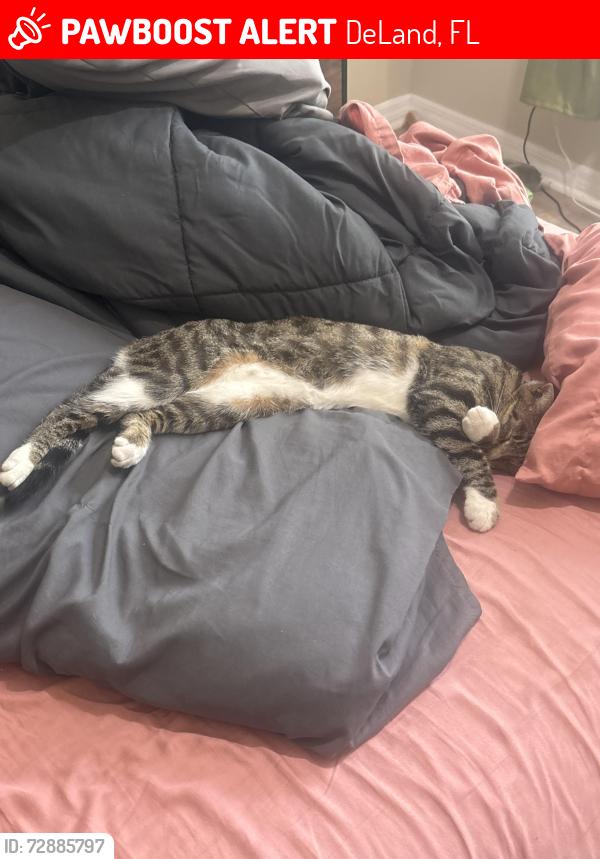 Lost Male Cat last seen     Dutch Neck Ct & Astoria Dr * Near the intersection of Astoria Dr and East Parkway/Kepler Road area , DeLand, FL 32724