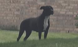 Found/Stray Unknown Dog last seen Butler twp Roselake/Brantford/Little York, Dayton, OH 45414