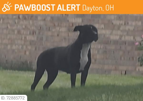 Found/Stray Unknown Dog last seen Butler twp Roselake/Brantford/Little York, Dayton, OH 45414