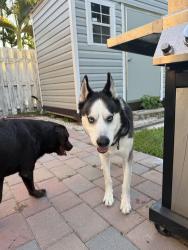 Found/Stray Male Dog last seen Midtown Miami by the Trader Joe’s at 3am, Miami, FL 33137