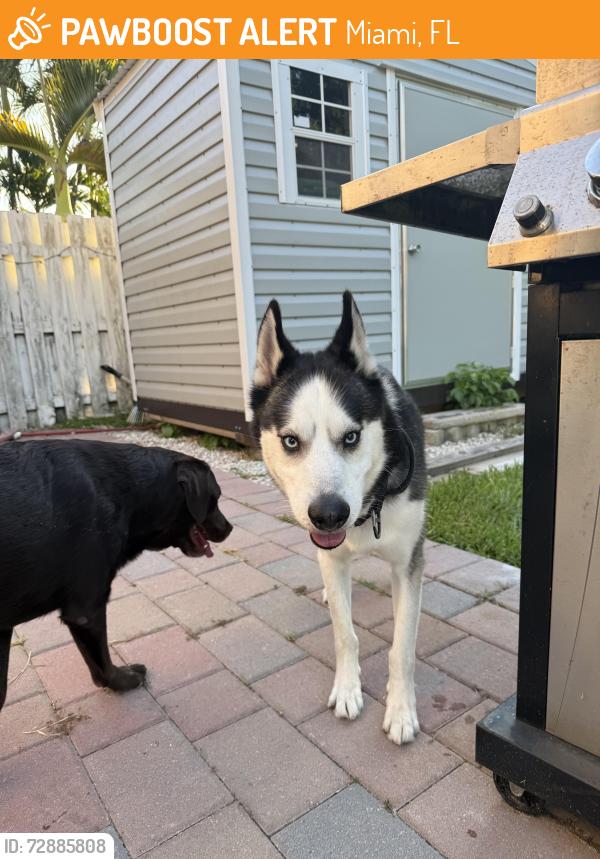 Found/Stray Male Dog last seen Midtown Miami by the Trader Joe’s at 3am, Miami, FL 33137