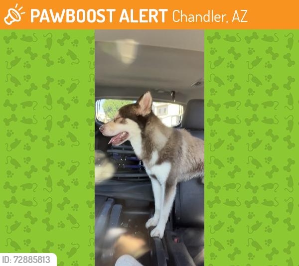 Found/Stray Unknown Dog last seen Ray and MC Queen, Chandler, AZ 85225