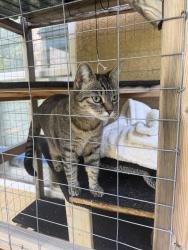 Found/Stray Unknown Cat last seen Colony s , Santa Clarita, CA 91387