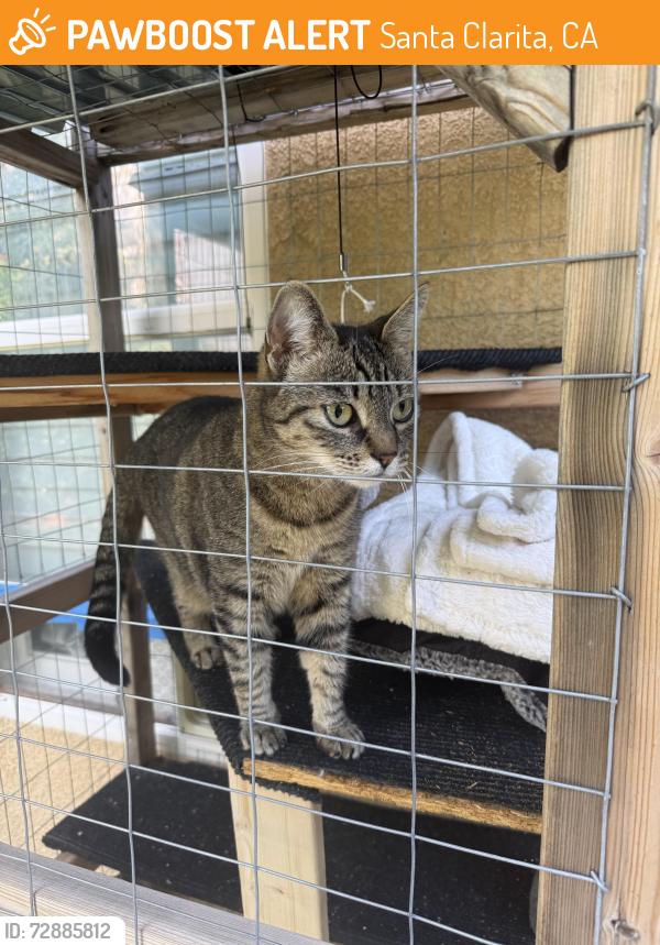 Found/Stray Unknown Cat last seen Colony s , Santa Clarita, CA 91387